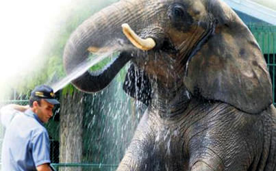 Fil ucuz, kargosu pahalı