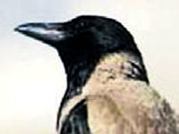 Kargalar zeki çıktı