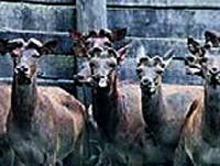 Boynuzları çalındı