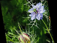 Çörek otu kanserden koruyor