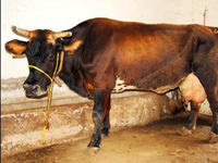 Sınırdan kaçan inek siyasi krize yol açtı