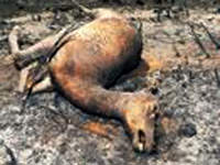 Akdeniz'de yangın paniği