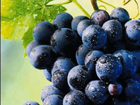 Bağışıklık için üzüm bire bir