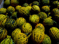 Karpuz ve kavun tansiyonu düşürüyor