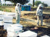 Yangın 1.5 milyon arıyı telef etti