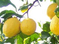 Limonun 'yüz' güldüren faydası...