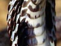 Evden 180 kiloluk canavar çıktı