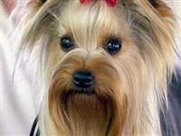 Şok! Adam köpeği ısırdı!