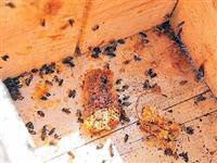 Katil arılardan böyle kurtuldu