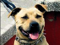 İşte haber: Adam köpeği ısırdı