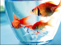 İntikam için balıkları yedi