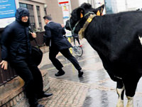 Şehrin göbeğinde inekli protesto