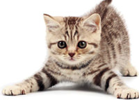 Kedisini öldüren Kanadalı'ya  500 dolar ceza