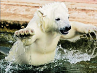 Flocke Fransa yolcusu