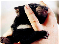 Joey de kanseri yendi