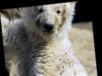 Obama yönetimi ayıları koruyacak