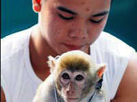 Maymunları alkolik yaptılar