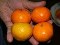 Boyalı mandalinaya dikkat!