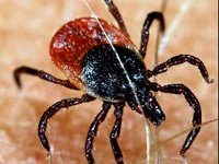 Sivas'ta 2 kişiyi kene ısırdı...