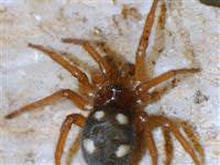 Valizinden 1000 örümcek çıktı!