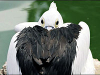 Pelikanlar çoğalıyor