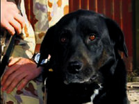 Mucize köpek