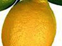 Limon 'yatağa' düştü!