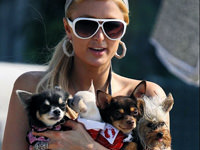 Tercihleri Terrier