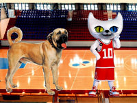 Potada hay'van isyanı