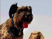 Köpek Oscar'ın dünya gezisi