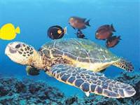 Bedava tatil için bin 800 kişi aranıyor!