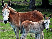 At, eşek ve domuz eti nasıl ayırt edilir?