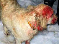 Angel, pumayı parçaladı