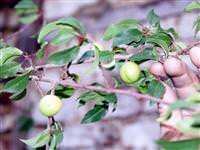 Kış ortasında yeşil yeşil erik!