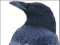 Japonların derdi kargalar