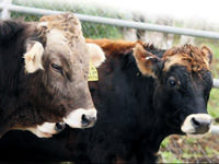 Sarıkızlara ithal koca