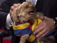 Beyaz'ı canlı yayında köpek ısırdı