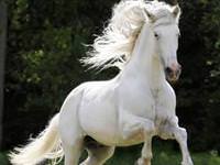 Atlar nasıl ayakta uyuyabiliyorlar?