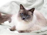 Kediler nasıl hep dört ayak üzerine düşerler?