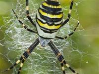 Örümcek ağının özelliği nedir?