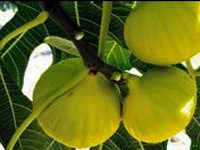 Aydın'ın incirine 'hava'lı tanıtım