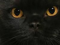 Kara kedi geçmesi niçin uğursuzluk getirir?