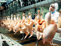 Beyaz etçileri Rusya'ya ihracat heyecanı sardı