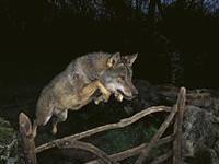 Ödüllü geri alınan en prestijli fotoğraf