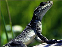 İç çamaşırında tam 44 kertenkeleyle kaçacaktı