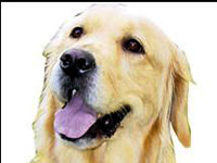 Batan kulübün hacizli köpeği