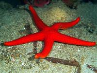 Deniz yıldızı nasıl beslenir ve ne yer?