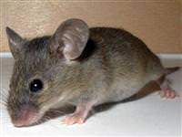 Dünyadaki en büyük fare, ne kadar büyüklükte?