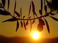 Mersin'deki okullar zeytin satacak