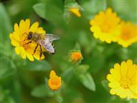 Sarı arılar bal yapar mı?